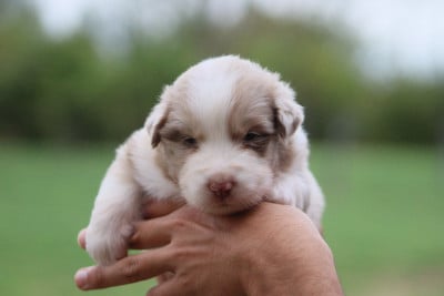 Les chiots de Berger Australien