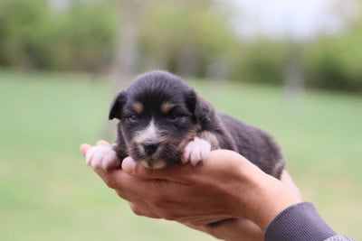 Les chiots de Berger Australien