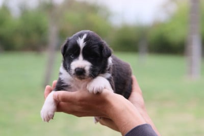 Les chiots de Berger Australien