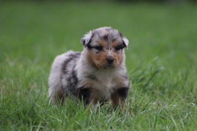 Les chiots de Berger Australien