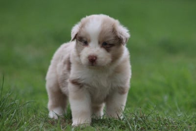 Les chiots de Berger Australien