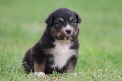 Les chiots de Berger Australien