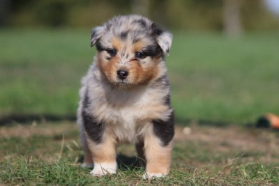Les chiots de Berger Australien