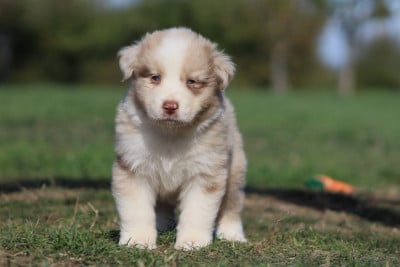Les chiots de Berger Australien