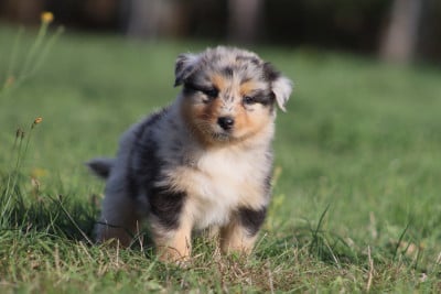 Les chiots de Berger Australien