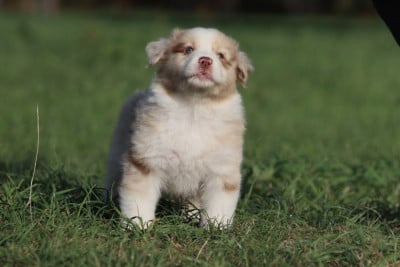 Les chiots de Berger Australien