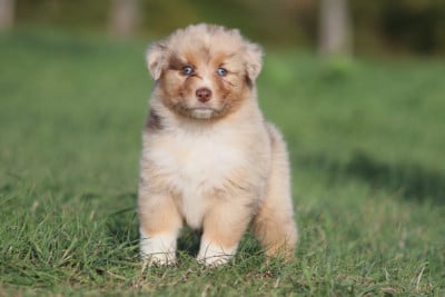 Les chiots de Berger Australien