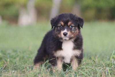 Les chiots de Berger Australien