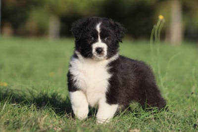 Les chiots de Berger Australien