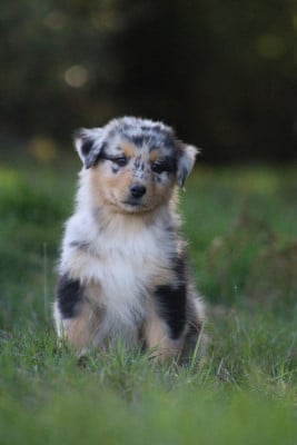 Les chiots de Berger Australien