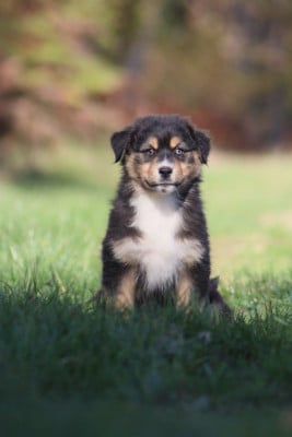 Les chiots de Berger Australien