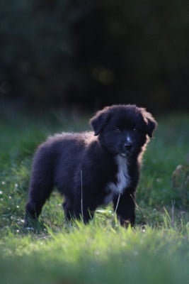 Les chiots de Berger Australien