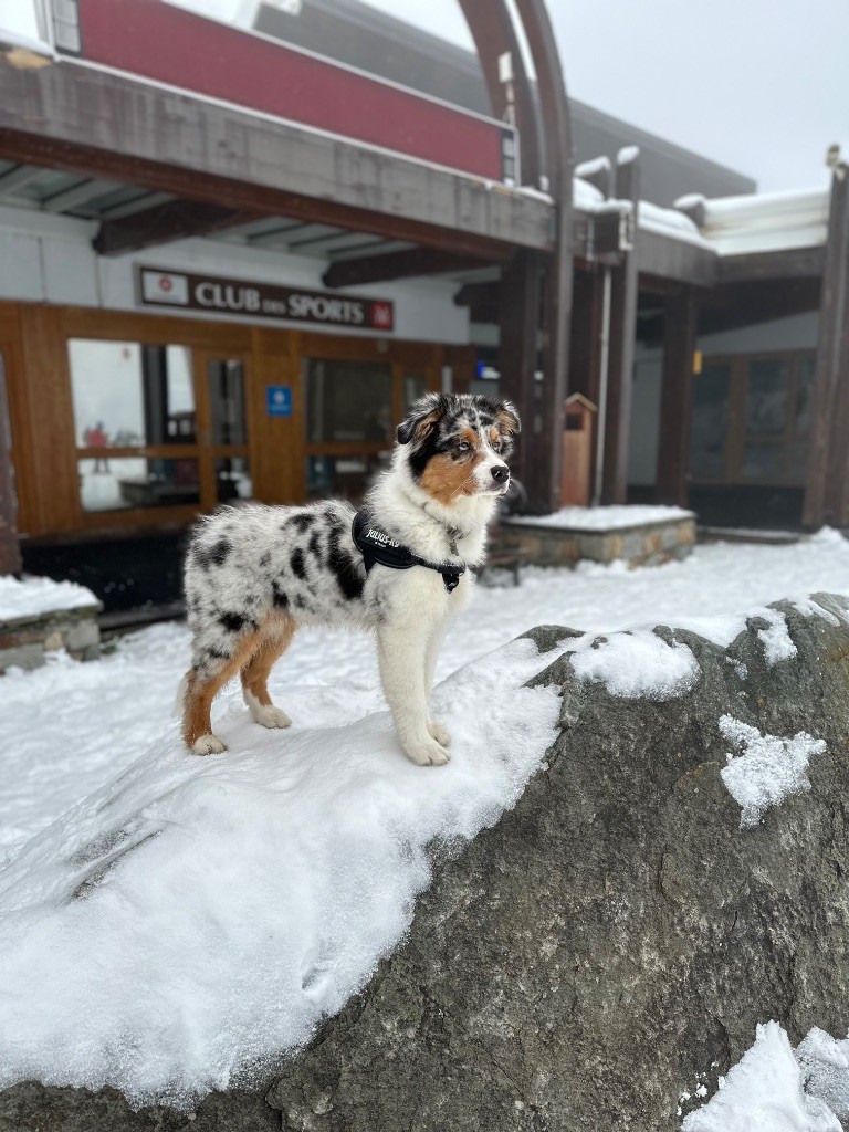 Publication : Sandra De Carvalho