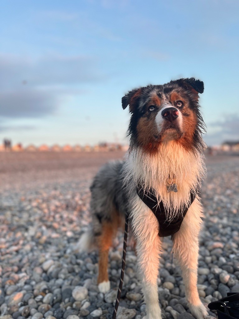 Publication : Sandra De Carvalho