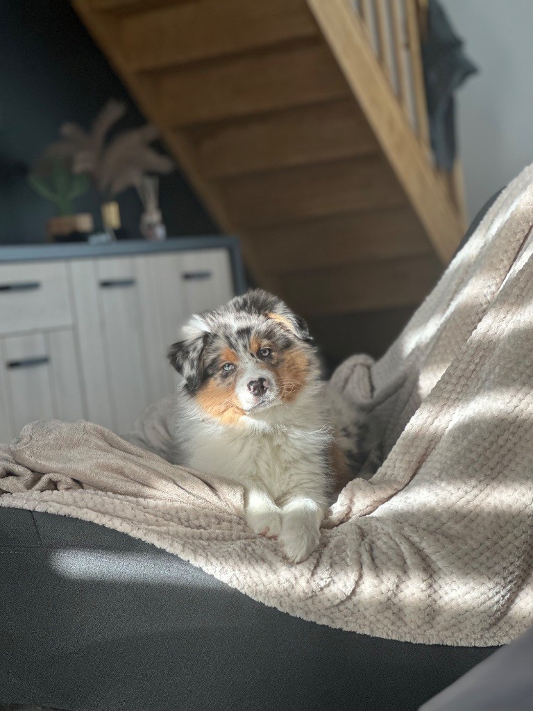 Publication : Sandra De Carvalho