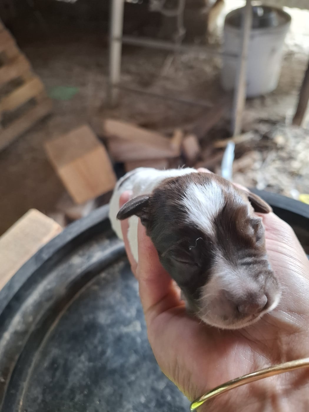 Bandit - Griffon d'arrêt à poil dur Korthals