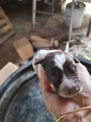 Les chiots de Griffon d'arrêt à poil dur Korthals