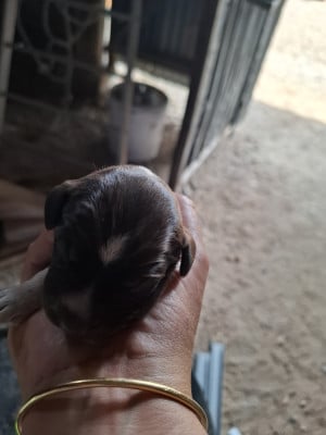 Les chiots de Griffon d'arrêt à poil dur Korthals