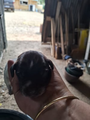 Les chiots de Griffon d'arrêt à poil dur Korthals