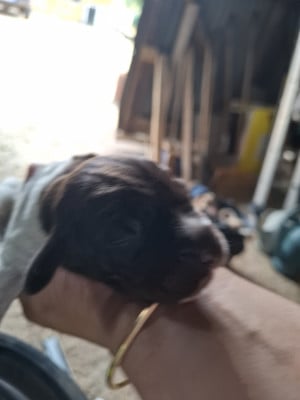 Les chiots de Griffon d'arrêt à poil dur Korthals