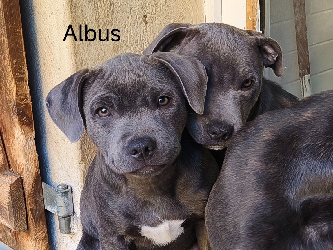 Albus