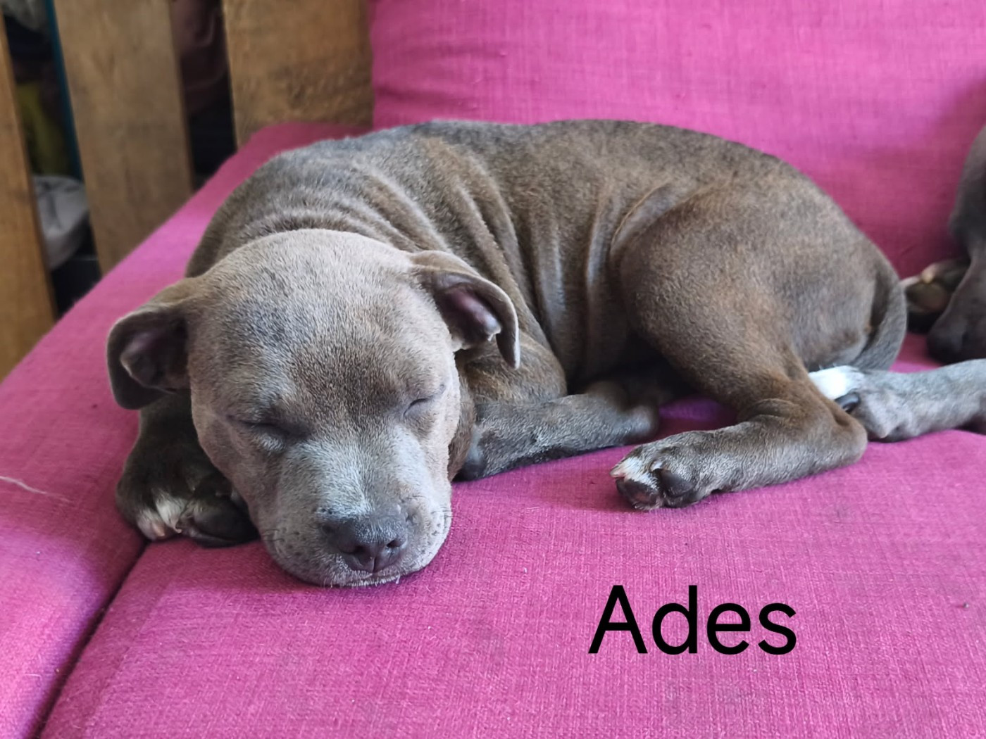 Ades