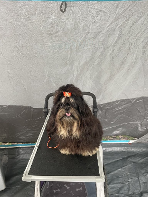 Étalon Shih Tzu - Ulana Du val de la salamandre