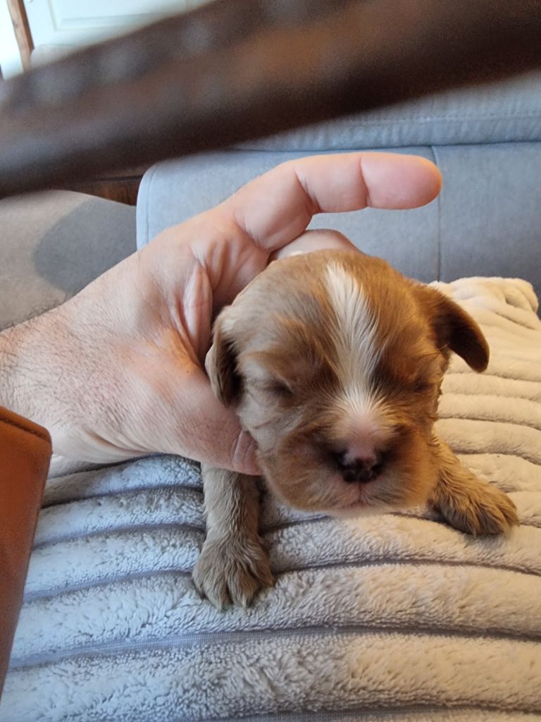 CHIOT 1 - Cavalier King Charles Spaniel