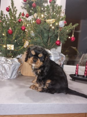 Les chiots de Cavalier King Charles Spaniel