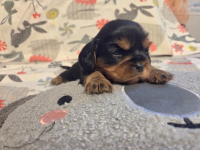 Les chiots de Cavalier King Charles Spaniel