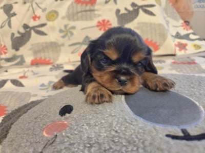 Les chiots de Cavalier King Charles Spaniel