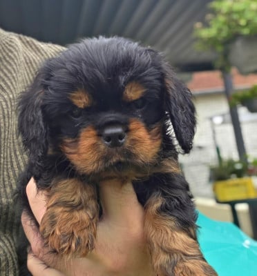 Les chiots de Cavalier King Charles Spaniel
