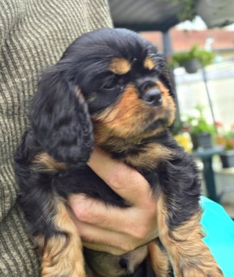 Les chiots de Cavalier King Charles Spaniel