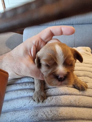 Les chiots de Cavalier King Charles Spaniel