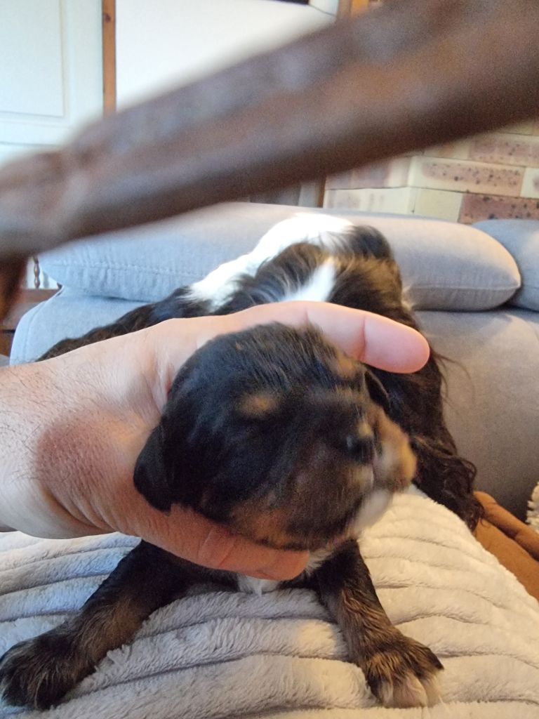 CHIOT 3 - Cavalier King Charles Spaniel