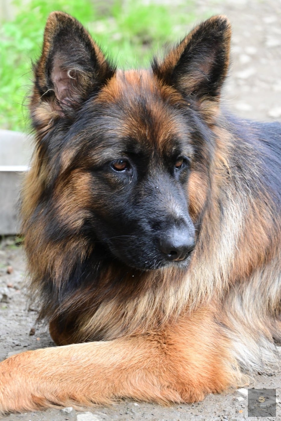 Publication : Of Guardians Of The Tribe