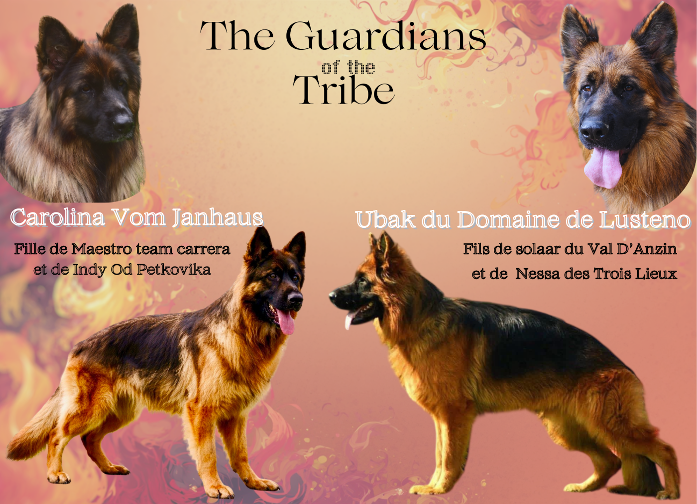 Berger Allemand Poil Long - Of Guardians Of The Tribe