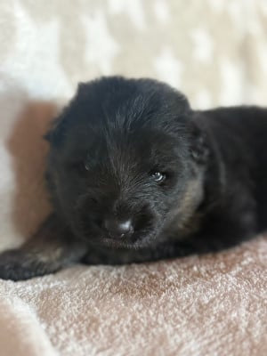 Les chiots de Berger Allemand Poil Long