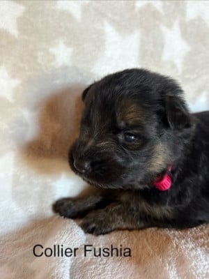 Les chiots de Berger Allemand Poil Long