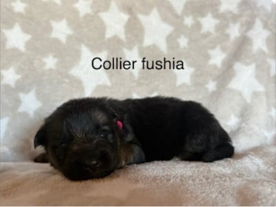 Les chiots de Berger Allemand Poil Long