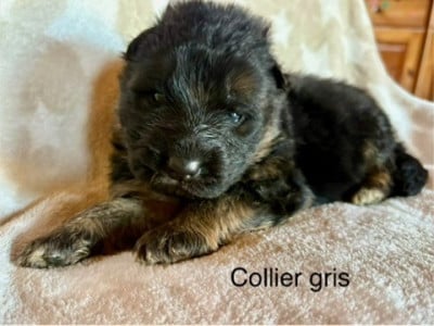 Les chiots de Berger Allemand Poil Long