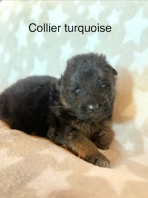 Les chiots de Berger Allemand Poil Long