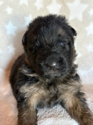 Les chiots de Berger Allemand Poil Long