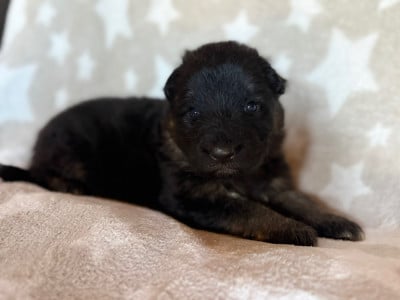 Les chiots de Berger Allemand Poil Long