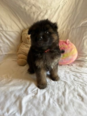 Les chiots de Berger Allemand Poil Long