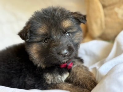 Les chiots de Berger Allemand Poil Long