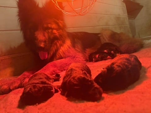 Berger Allemand Poil Long - Of Guardians Of The Tribe