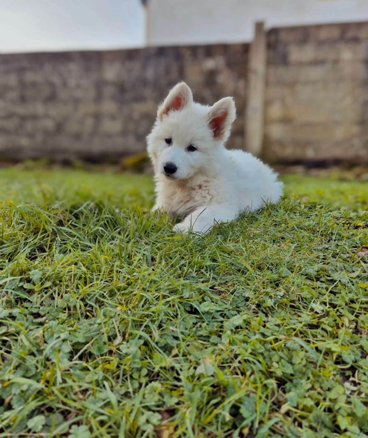 Berger Blanc Suisse - Des Rubis De L'Eternité