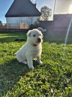 Les chiots de Berger Blanc Suisse
