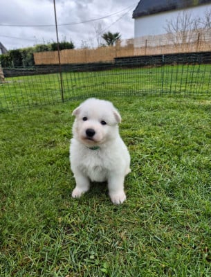 Les chiots de Berger Blanc Suisse
